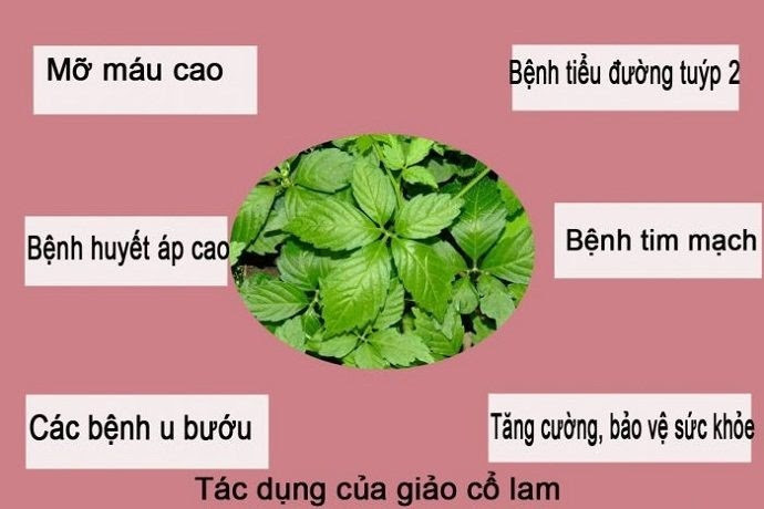 Uống giảo cổ lam hàng ngày và những lưu ý